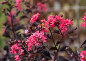 Black Diamond Mystic Magenta Crape Myrtle