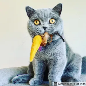 Cat Feather Carrots
