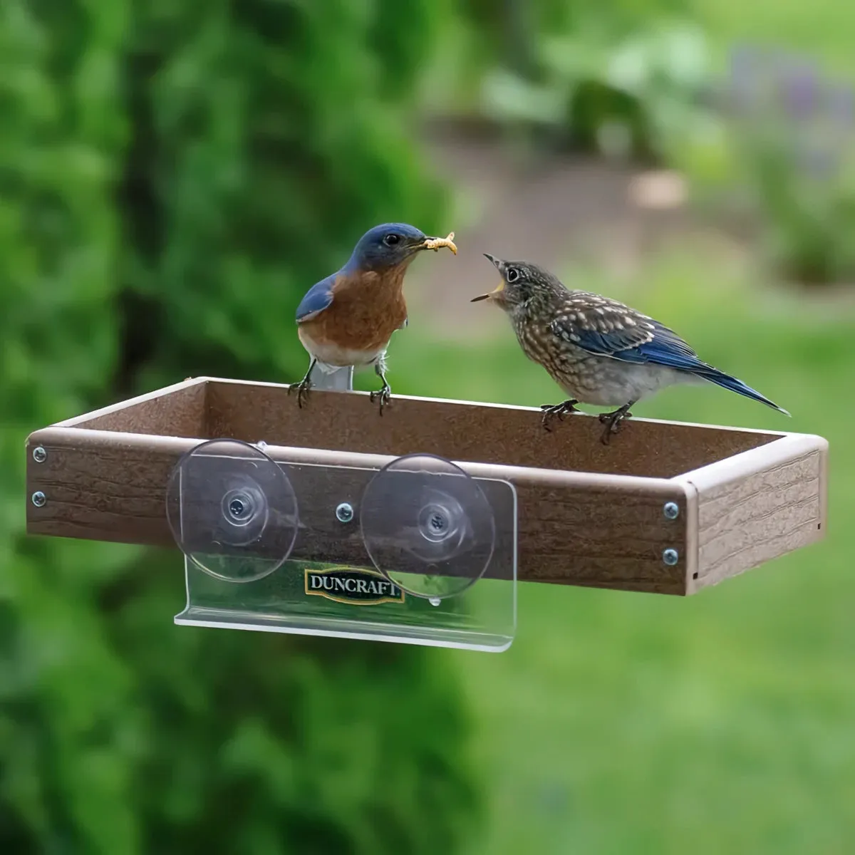 Duncraft Eco-Friendly Window Buffet Feeder