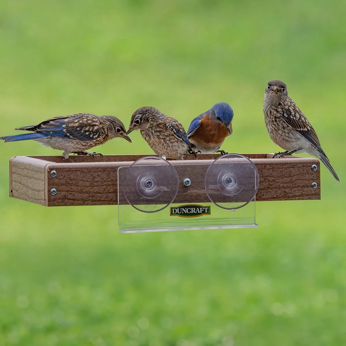 Duncraft Eco-Friendly Window Buffet Feeder