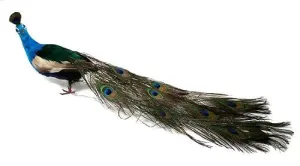 Feathered Peacock