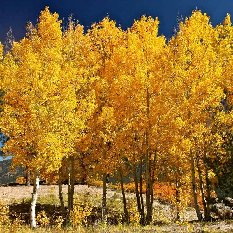 poplar quaking aspen 5 gallon pot
