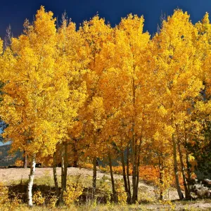 poplar quaking aspen 5 gallon pot